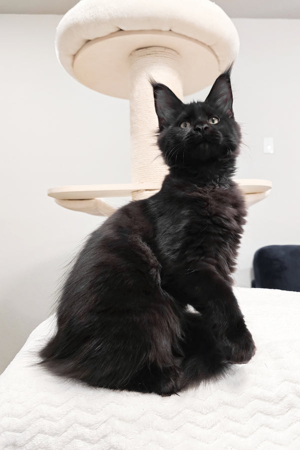 Enid | Maine Coon Kitten
