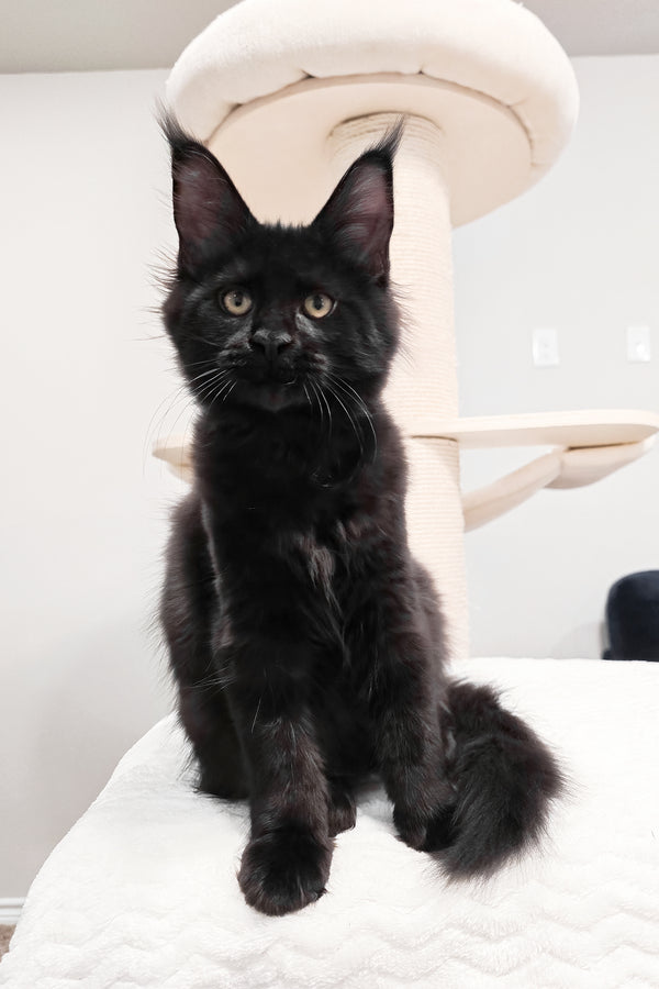 Enid | Maine Coon Kitten