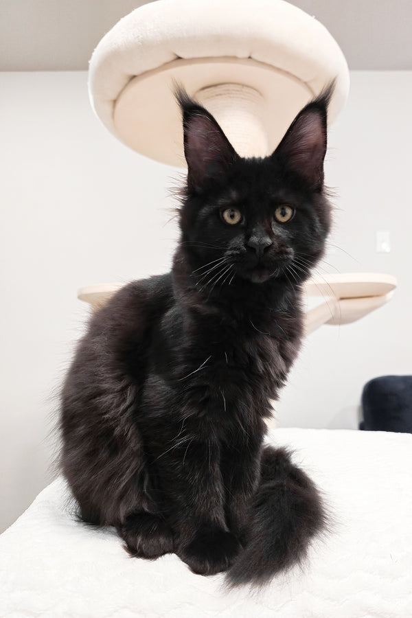 Enid | Maine Coon Kitten
