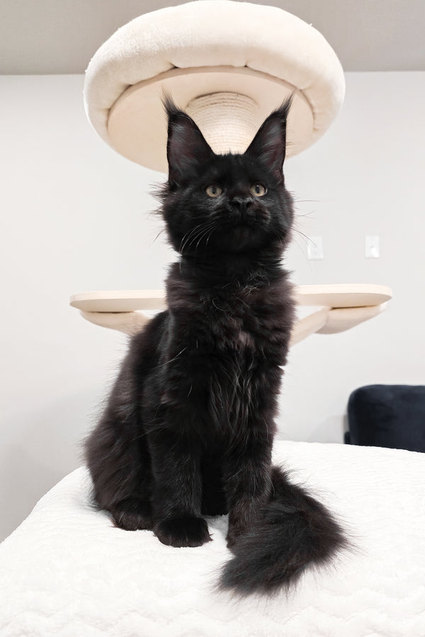 Enid | Maine Coon Kitten
