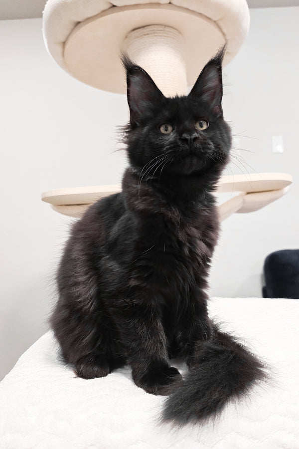 Enid | Maine Coon Kitten