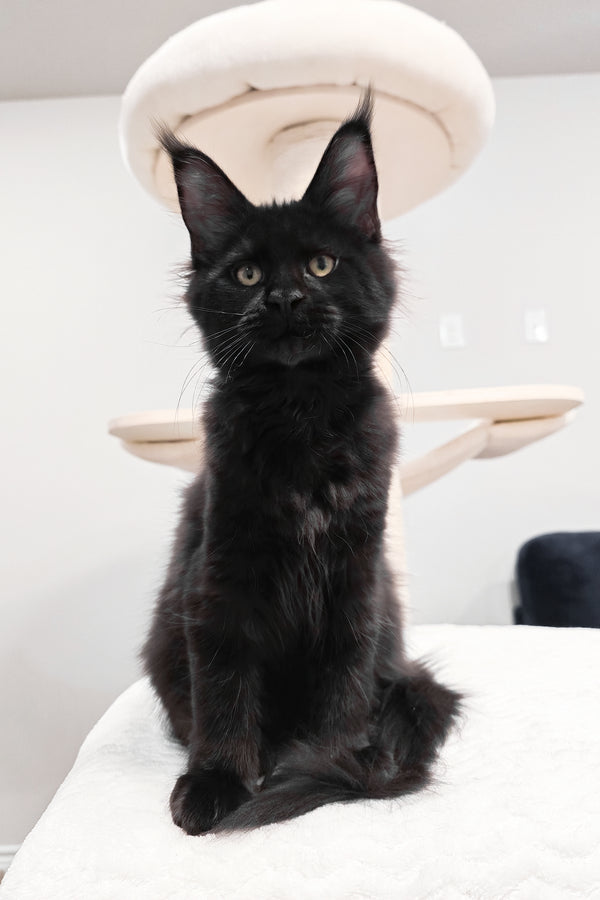 Enid | Maine Coon Kitten
