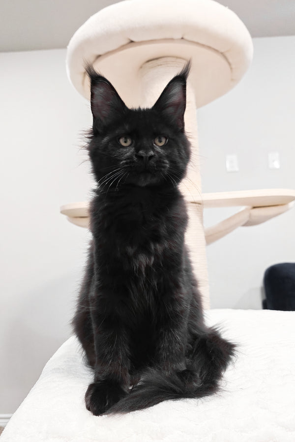 Enid | Maine Coon Kitten