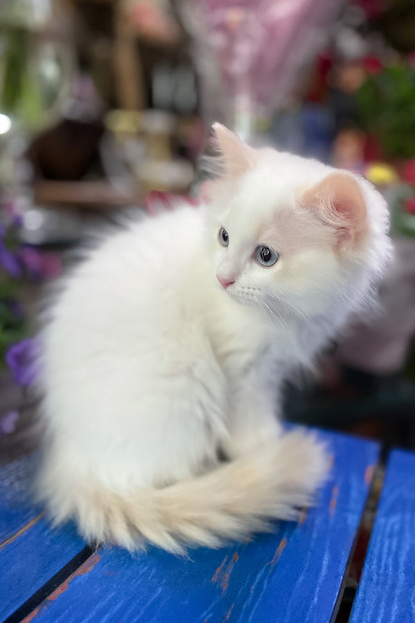 Epic | Ragdoll Kitten