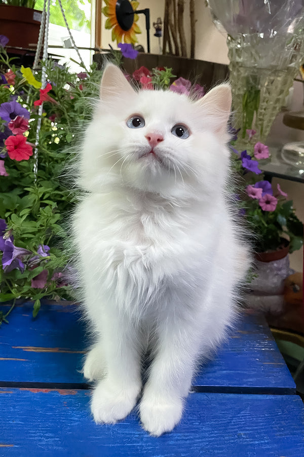 Epic | Ragdoll Kitten