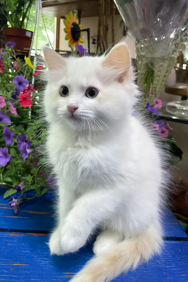 Epic | Ragdoll Kitten