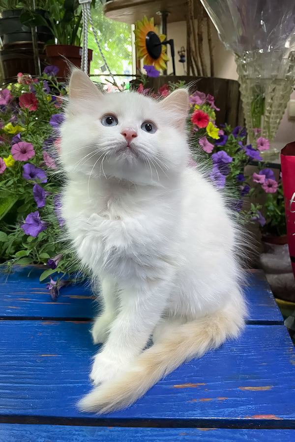 Epic | Ragdoll Kitten