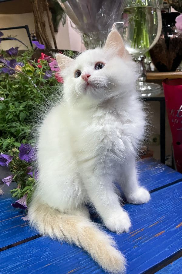 Epic | Ragdoll Kitten