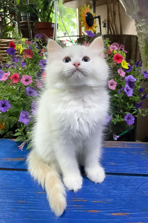 Epic | Ragdoll Kitten