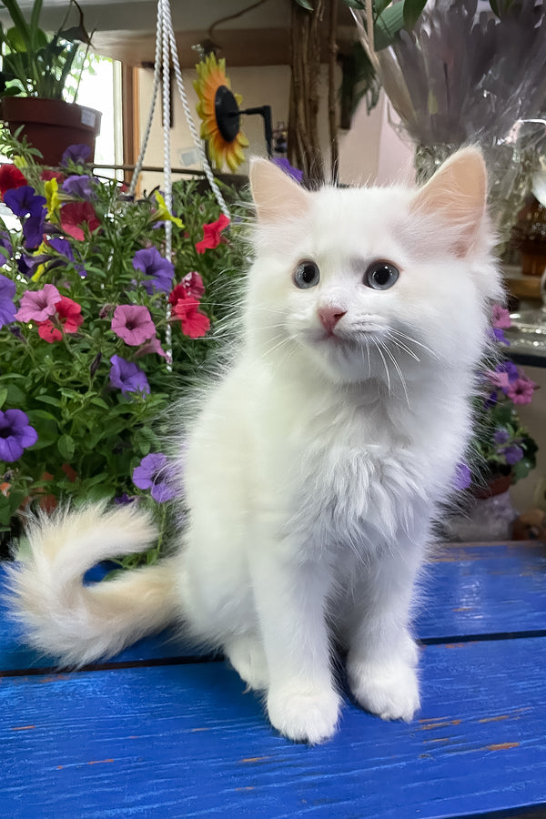 Epic | Ragdoll Kitten