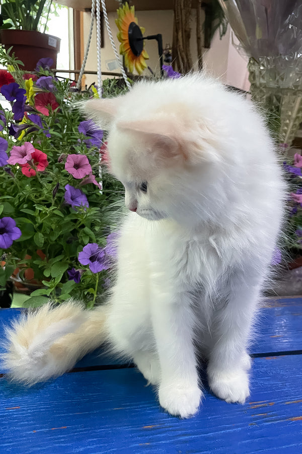 Epic | Ragdoll Kitten