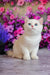 Ern | British Shorthair Kitten