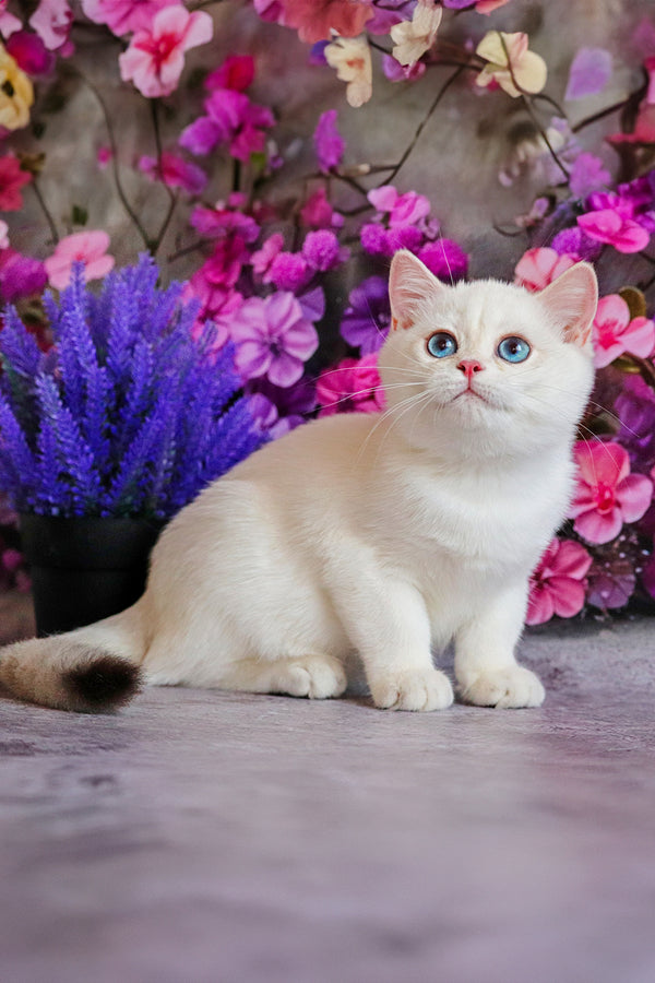 Ern | British Shorthair Kitten