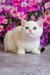 Ern | British Shorthair Kitten