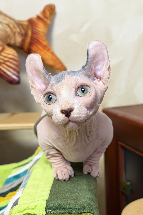 Ernest | Dwelf Sphynx Kitten