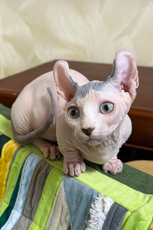Ernest | Dwelf Sphynx Kitten