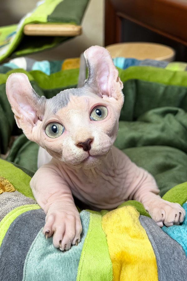 Ernest | Dwelf Sphynx Kitten