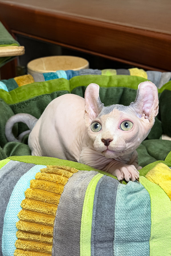 Ernest | Dwelf Sphynx Kitten