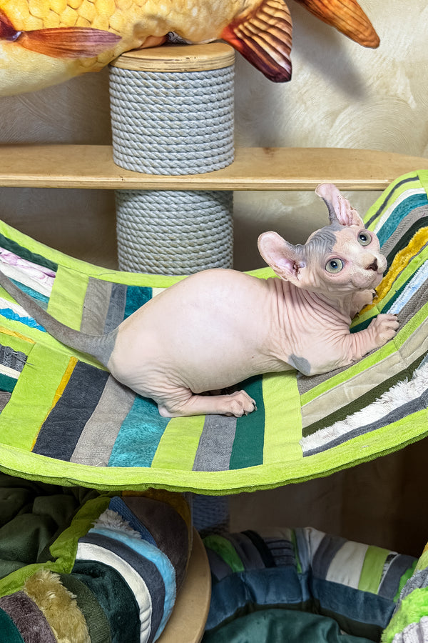 Ernest | Dwelf Sphynx Kitten