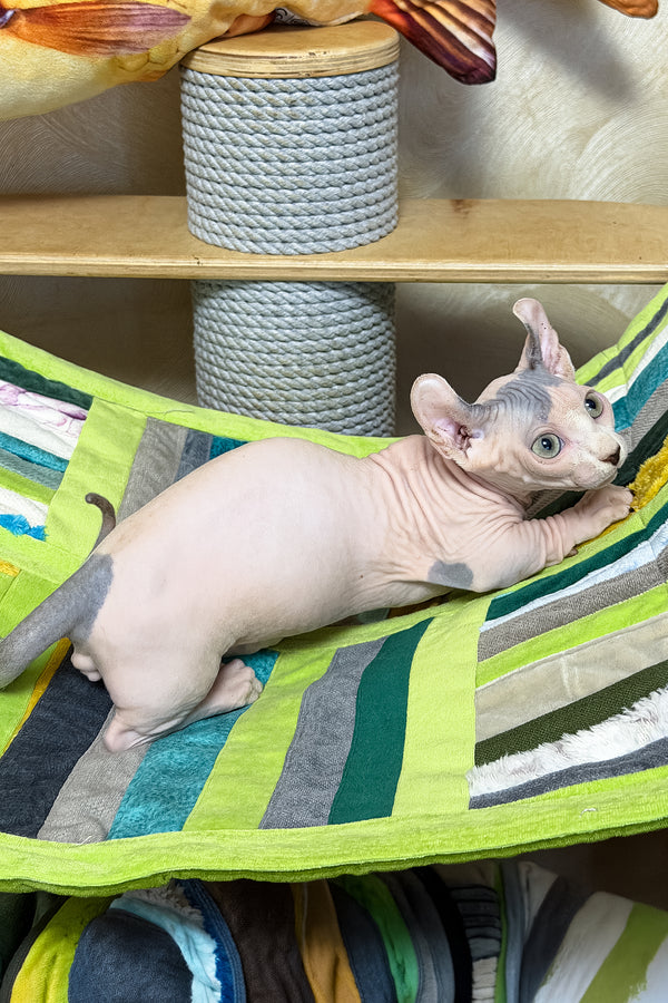 Ernest | Dwelf Sphynx Kitten