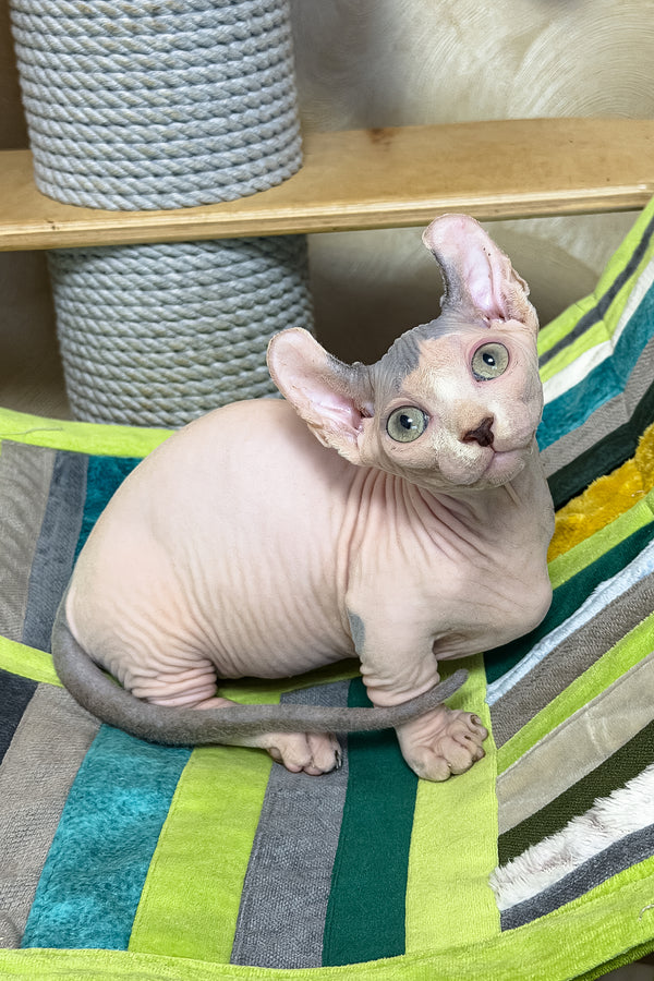 Ernest | Dwelf Sphynx Kitten