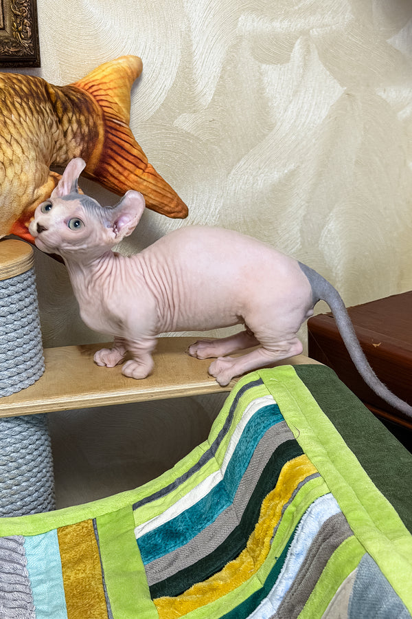 Ernest | Dwelf Sphynx Kitten