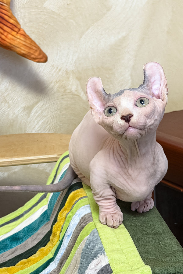 Ernest | Dwelf Sphynx Kitten