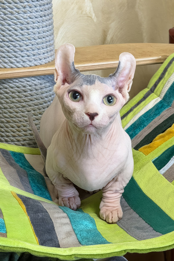 Ernest | Dwelf Sphynx Kitten