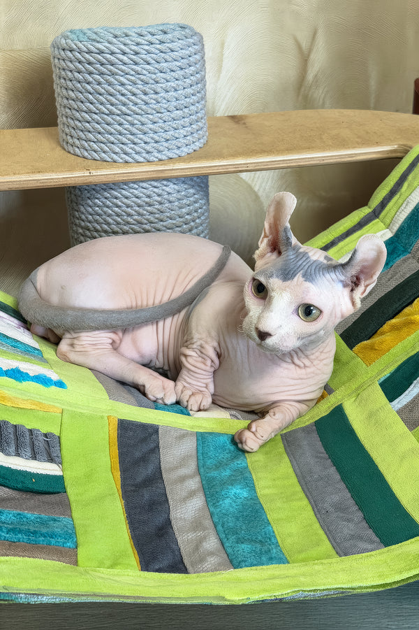 Ernest | Dwelf Sphynx Kitten