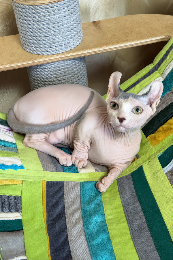 Ernest | Dwelf Sphynx Kitten