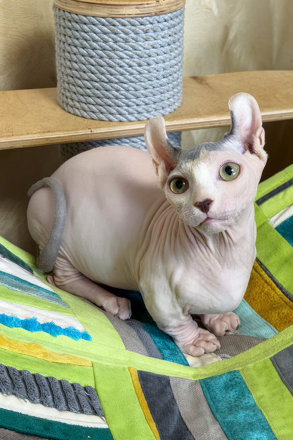 Ernest | Dwelf Sphynx Kitten