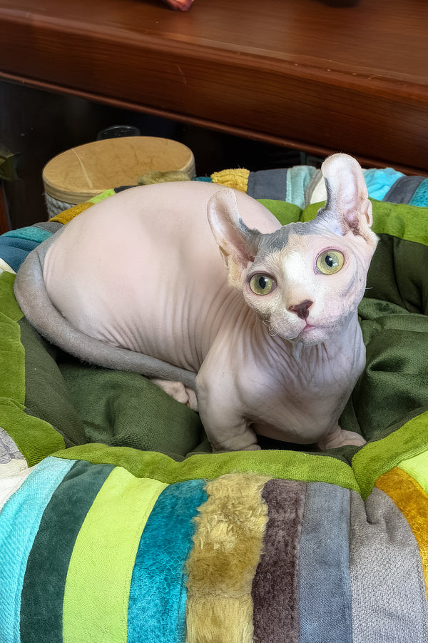 Ernest | Dwelf Sphynx Kitten