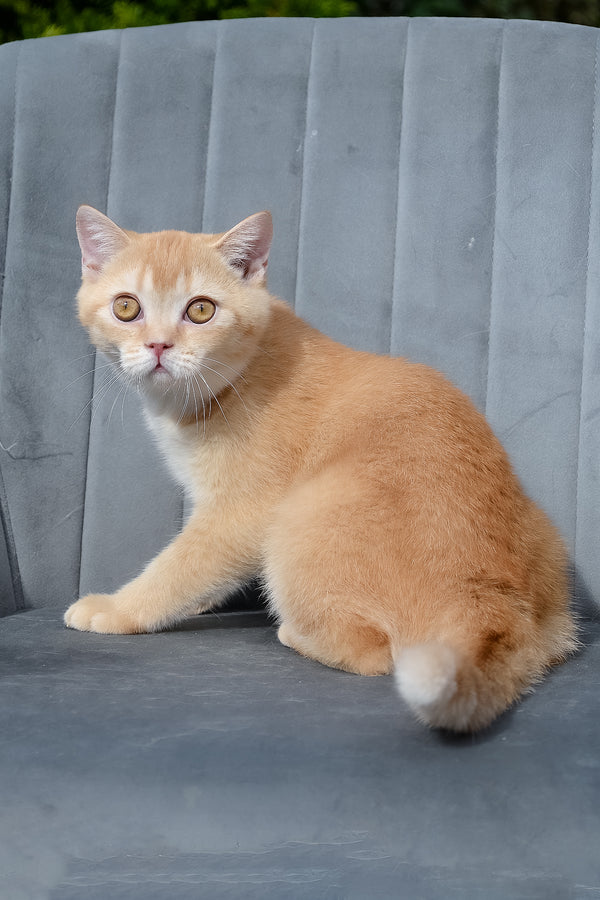 Ernest | Scottish Straight Kitten