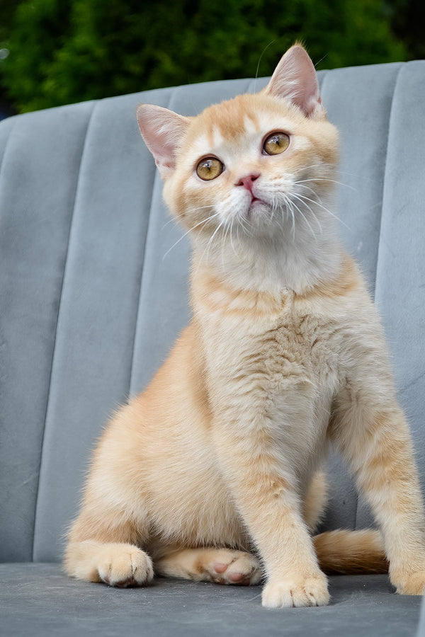 Ernest | Scottish Straight Kitten