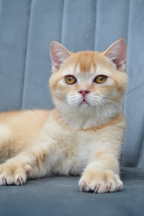 Ernest | Scottish Straight Kitten