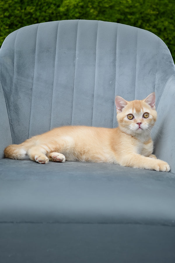 Ernest | Scottish Straight Kitten