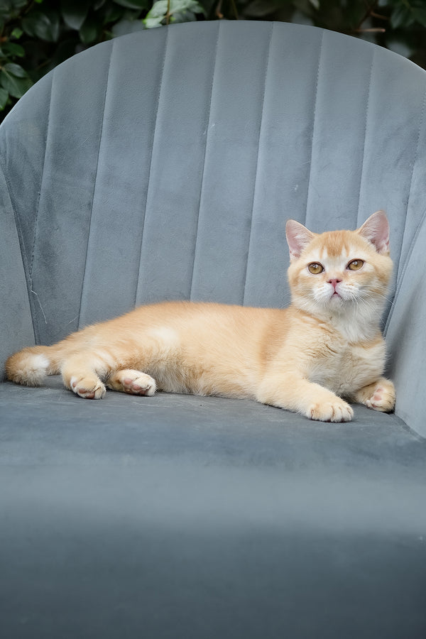 Ernest | Scottish Straight Kitten