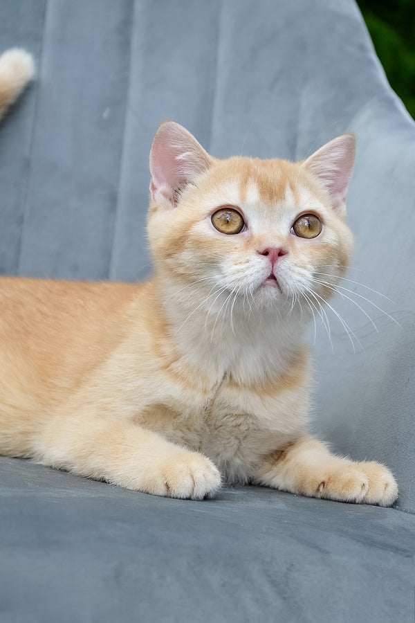 Ernest | Scottish Straight Kitten