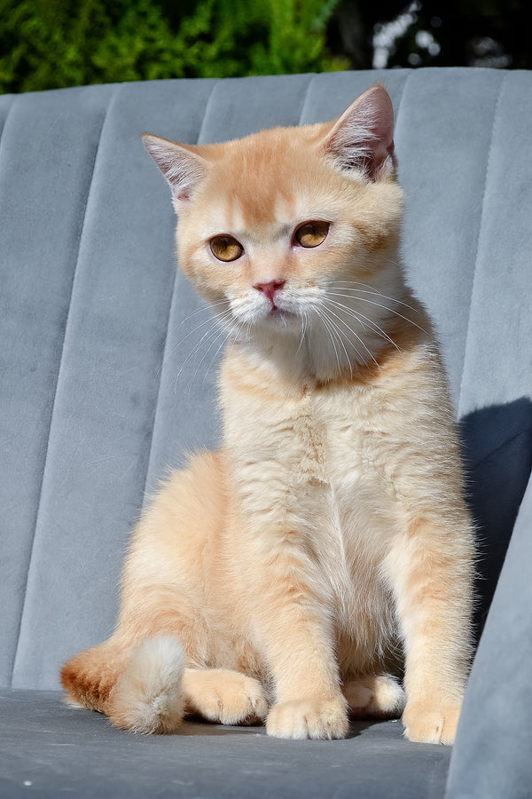 Ernest | Scottish Straight Kitten
