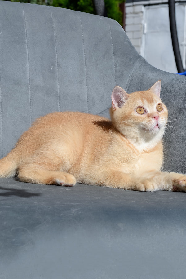 Ernest | Scottish Straight Kitten
