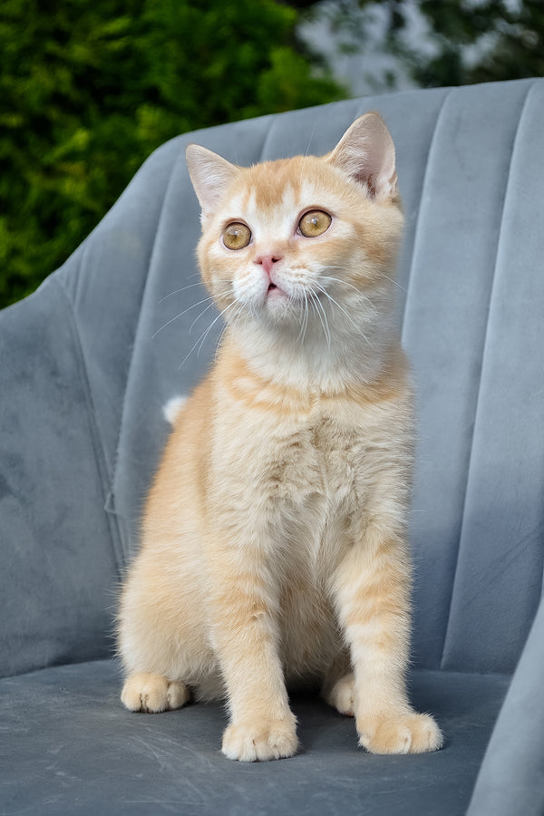 Ernest | Scottish Straight Kitten