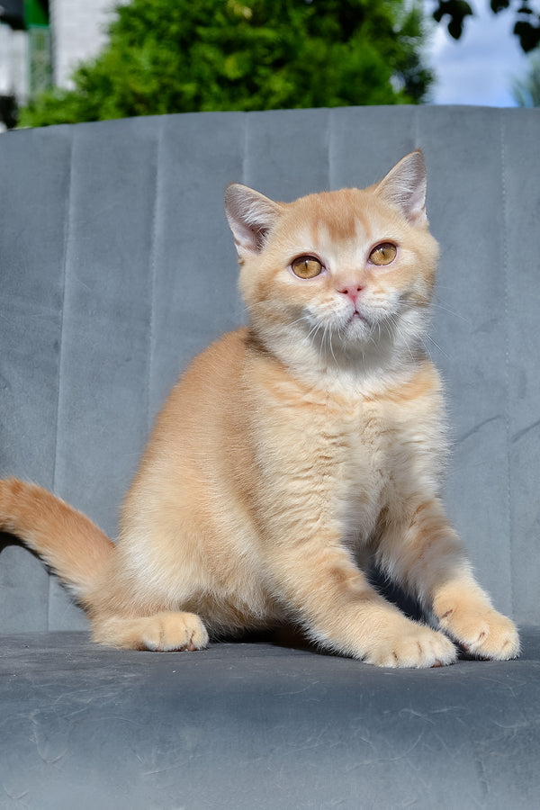 Ernest | Scottish Straight Kitten