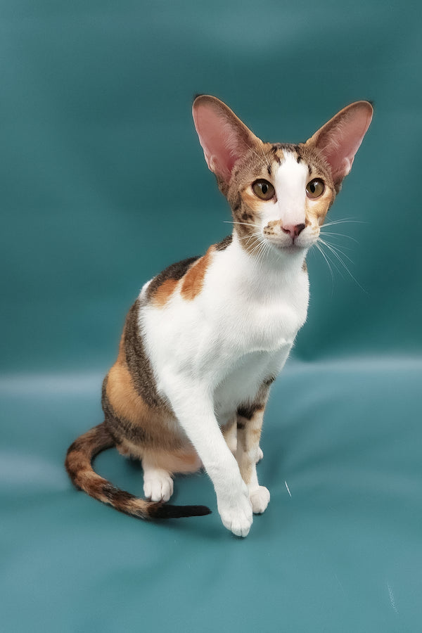 Esme | Oriental Shorthair Kitten