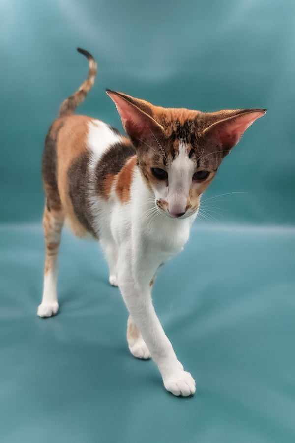 Esme | Oriental Shorthair Kitten