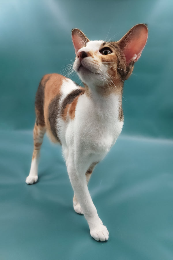 Esme | Oriental Shorthair Kitten