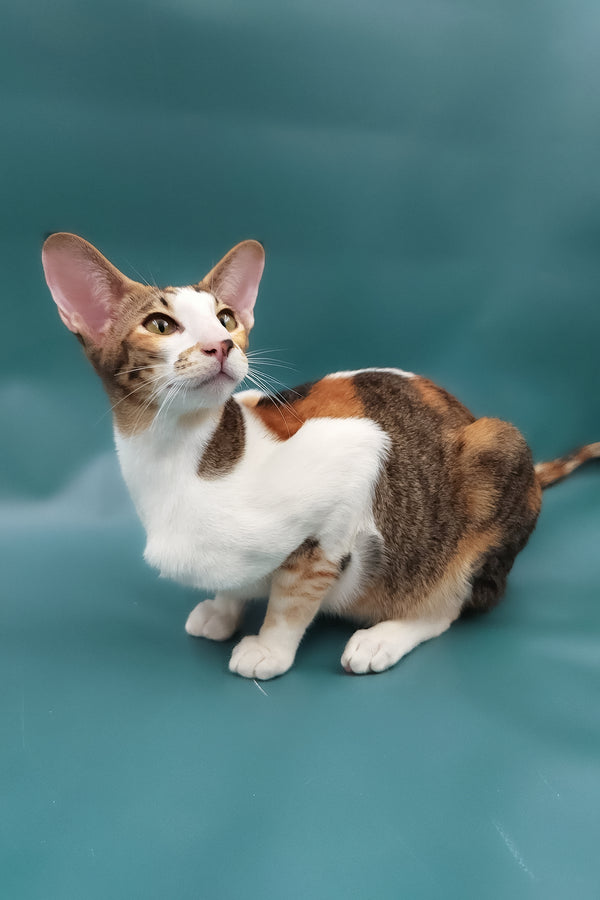 Esme | Oriental Shorthair Kitten