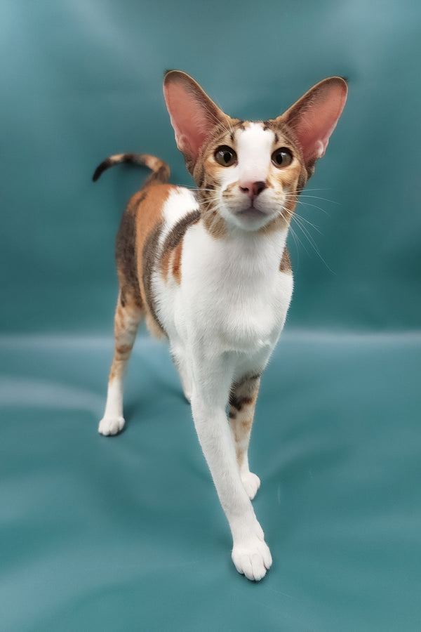 Esme | Oriental Shorthair Kitten