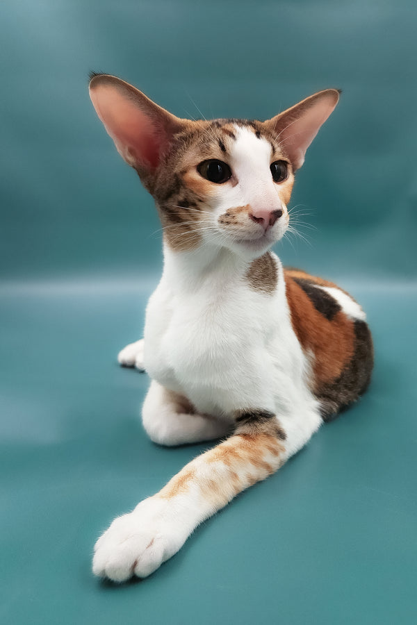Esme | Oriental Shorthair Kitten