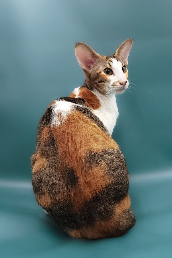 Esme | Oriental Shorthair Kitten