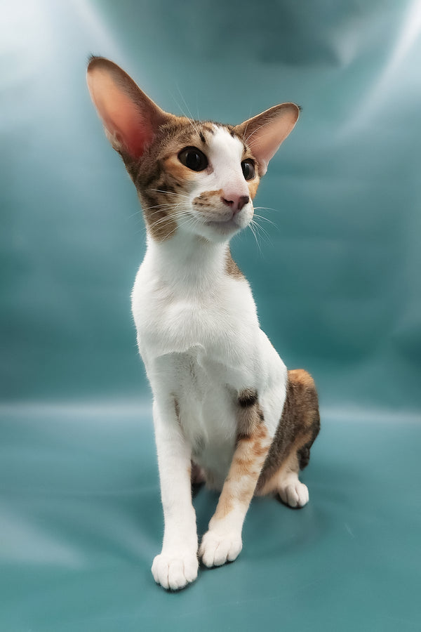 Esme | Oriental Shorthair Kitten